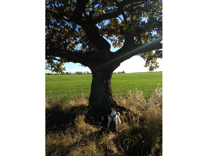 {{currentPhoto.altText}} billede {{currentPhoto.number}}