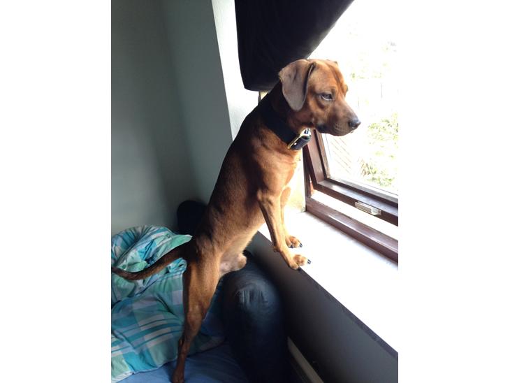 Blanding af racer Simba billede 1