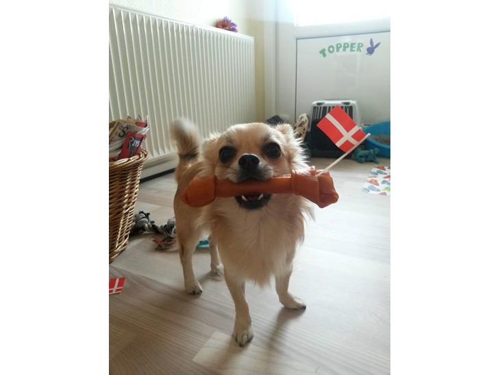 Chihuahua Topper billede 1