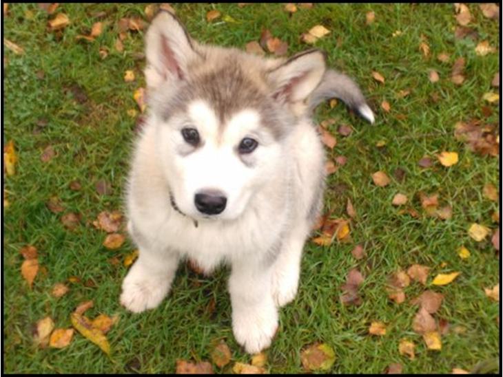 Alaskan malamute Mojo kennel Navn Ice cloud - 8 uger billede 1