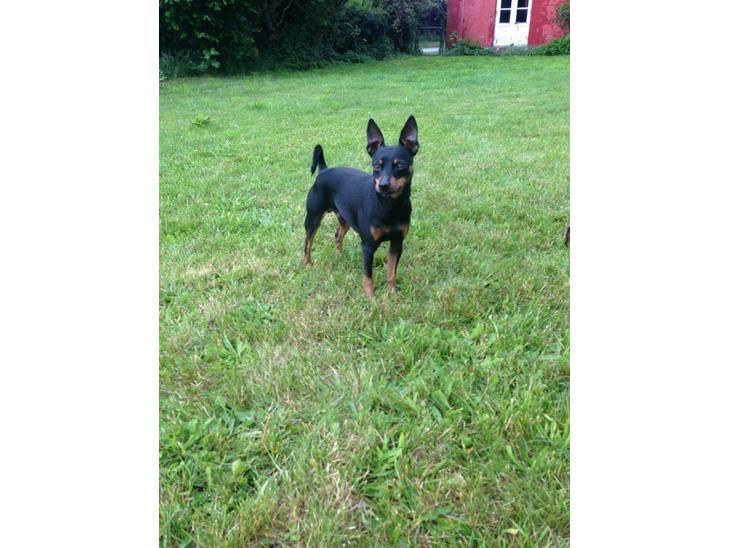 Dvaergpinscher Rødkildes Choko billede 1