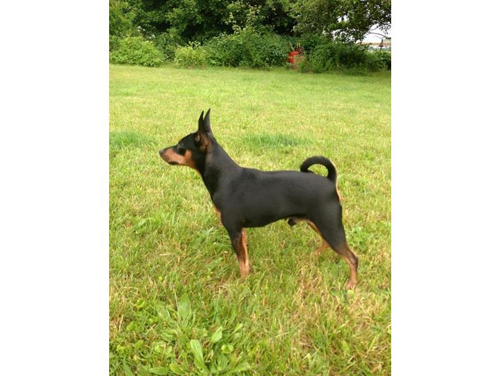 Dvaergpinscher Rødkildes Coco billede 2
