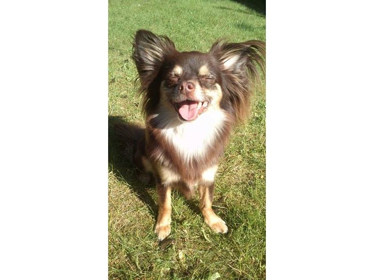 Chihuahua Peanut billede 28