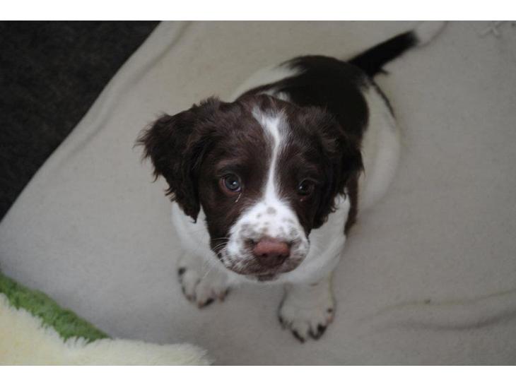 Engelsk springer spaniel Famous Victor billede 1