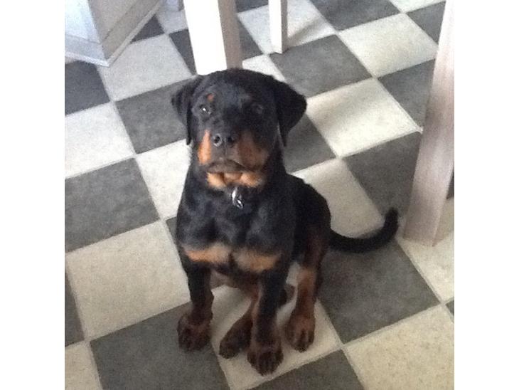 Rottweiler Nomis von Hause Nomis billede 1