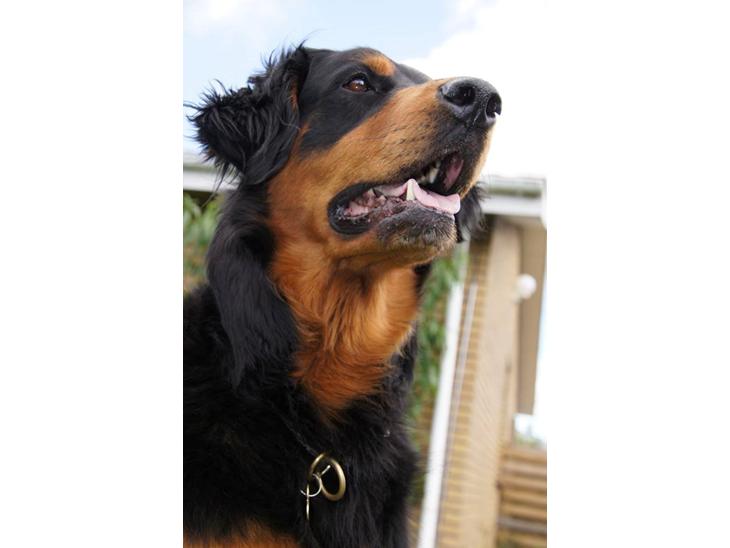 Blanding af racer Muffi billede 1