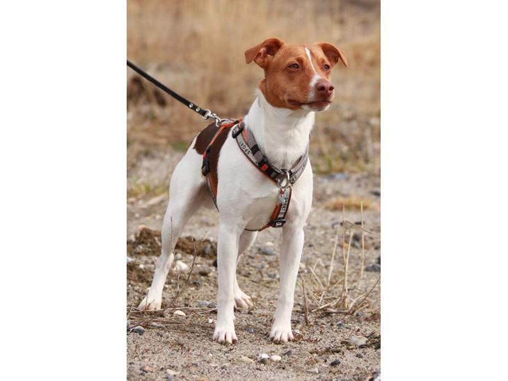 {{currentPhoto.altText}} billede {{currentPhoto.number}}