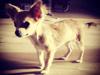 Chihuahua Milo [RIP]