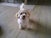 Bichon havanais Ludvig