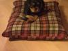 Cavalier king charles spaniel Oskar