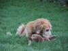 Golden retriever Gismo [ Himmelhund]