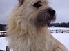 Cairn terrier Muffi