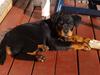 Rottweiler Vom Hause Desteny Katja (Chanel)