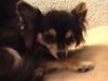 Chihuahua Freja