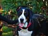 Grosser schweizer sennenhund Dahsegården's Eccie
