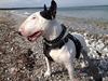 Bullterrier Nimbus [ Himmelhund]