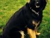 Schæferhund Freja