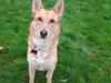 Blanding af racer Foxy Lady [Tidl. hund]