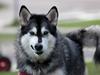 Alaskan malamute Laika *Aflivet*