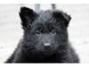 Schæferhund Jenager´s Call      "  Ghost  "