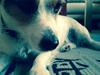 Jack russell terrier Trunte