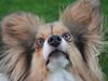 Papillon Vaks (den mad glade lort)