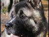 American Akita Senseo Talk that Talk *Lincoln*