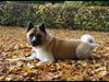 American Akita Senseo When I grow up *Fiona*