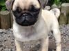 Mops Karla
