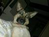 Schæferhund zita