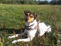 Dansk svensk gaardhund Freya
