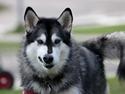 Alaskan malamute Laika *Aflivet*