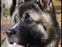 American Akita Senseo Talk that Talk *Lincoln*