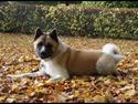 American Akita Senseo When I grow up *Fiona*
