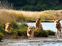 Labrador retriever Hjalte