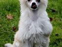 Chinese crested powder puff * LEXIE *