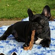 Fransk bulldog Regardez Moi A New Delecious Lexus