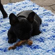 Fransk bulldog Regardez Moi A New Delecious Lexus