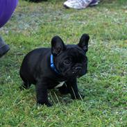 Fransk bulldog Regardez Moi A New Delecious Lexus