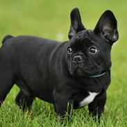 Fransk bulldog Regardez Moi A New Delecious Lexus