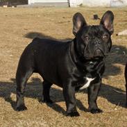 Fransk bulldog Regardez Moi A New Delecious Lexus