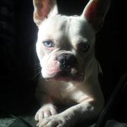 Fransk bulldog Ozzy