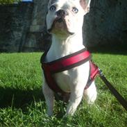 Fransk bulldog Ozzy
