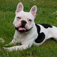 Fransk bulldog Ozzy