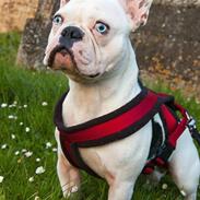 Fransk bulldog Ozzy