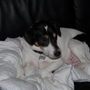 Blanding af racer Spencer