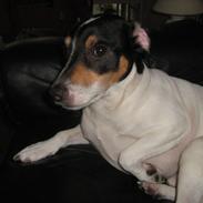 Blanding af racer Spencer