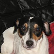 Blanding af racer Spencer