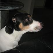 Blanding af racer Spencer