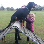 Blanding af racer shila